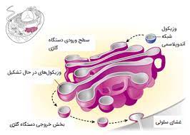 پاورپوینت دستگاه گلژی