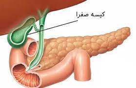 پاورپوینت کبد و مجاری صفراوی